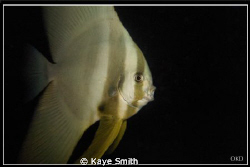Curious Mr Bat Fish.
Taken at Racha Yai Wreck.
Canon G9 by Kaye Smith 